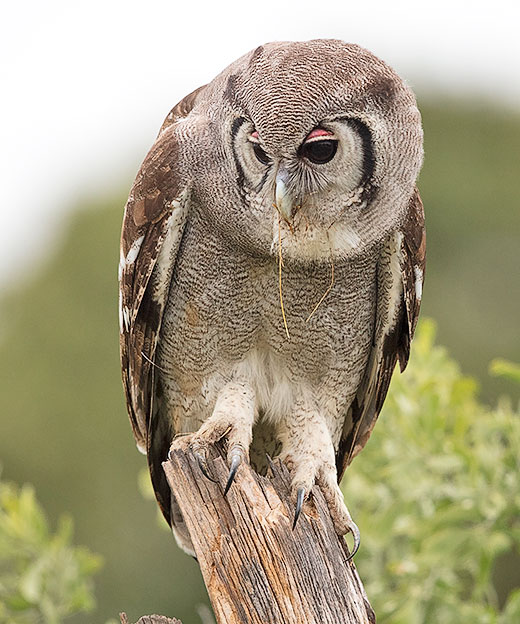 Verreauxs Eagle Owl